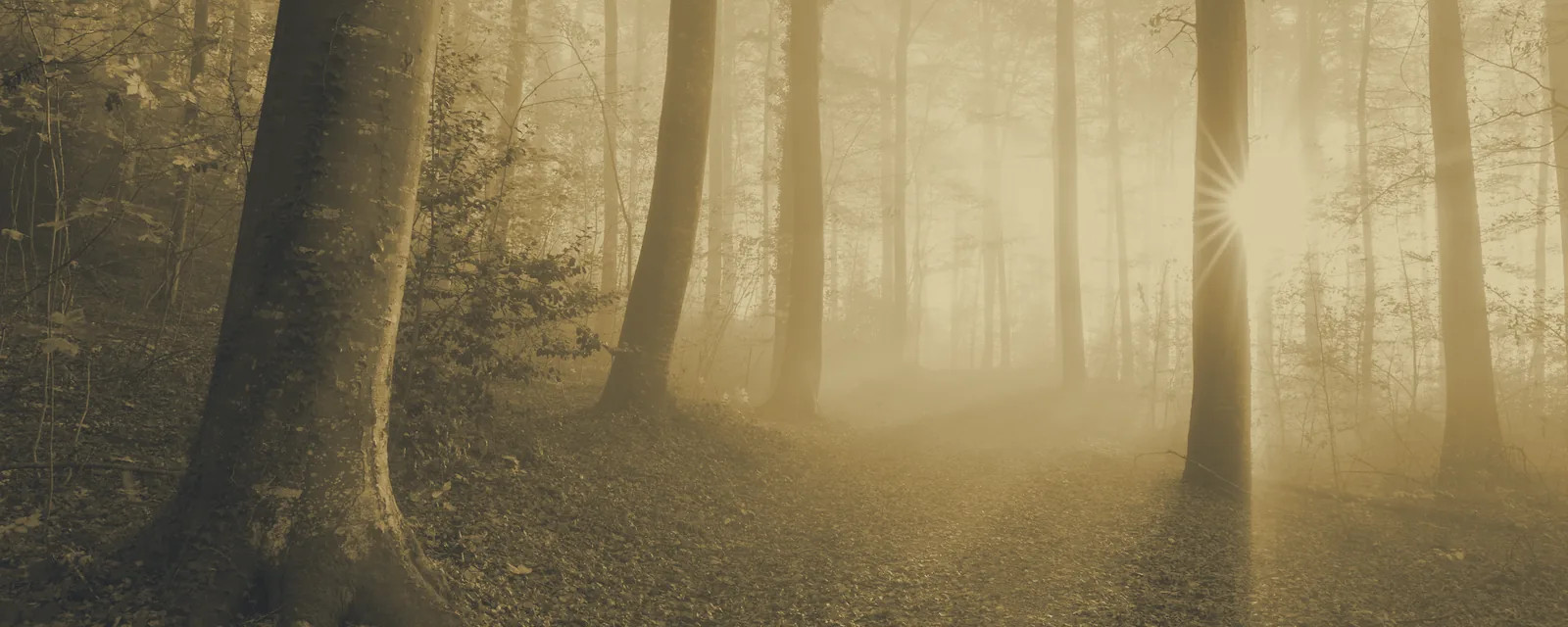 Lumière du soleil à travers une forêt suisse en automne